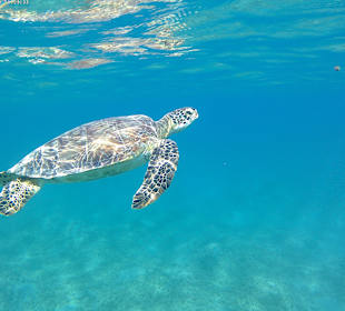 Schnorcheln Marsa Alam