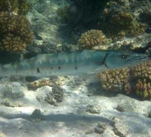 Großer Barracuda
