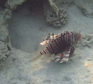 Beim Schnorcheln am Riff