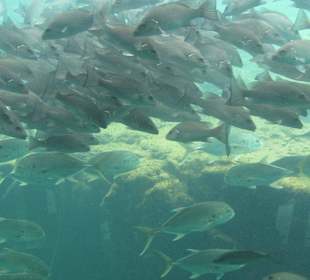 Underwater Viewing 