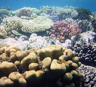 Schnorcheln Marsa Alam