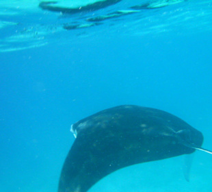 Manta