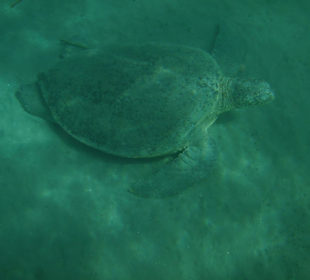 Meeresschildkröte auf Meeresgrund