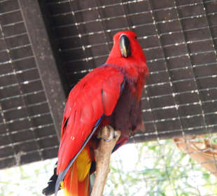 Tiere des Palmitos Parks