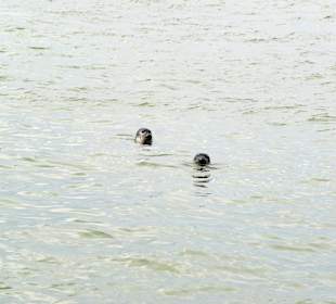 Seehunde