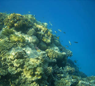 Beim Schnorcheln mit Abdul