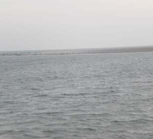 Seehundbank Tegeler Plate