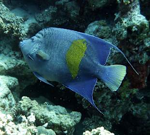 Arabischer Kaiserfisch