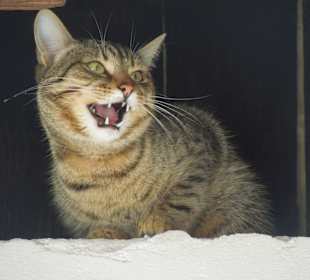 "Kassenaufsicht" im Klöster