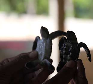 Schildkröten Rescue Farm