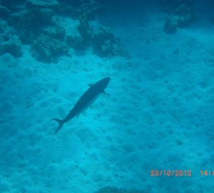 Подводный мир возле отеля