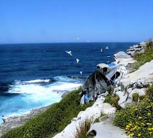 Bondi to Coogee Walk