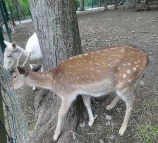 Bei einem Bummel durch den Wildpark an den Eichen