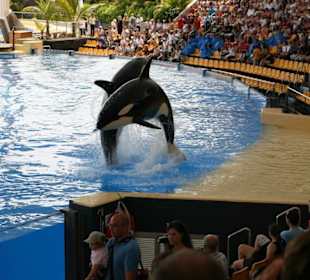 Ausflug nach Loro Parque