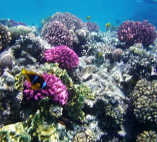 Korallenriff beim Strand