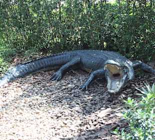 A=echt, B=Unecht / B ist richtig