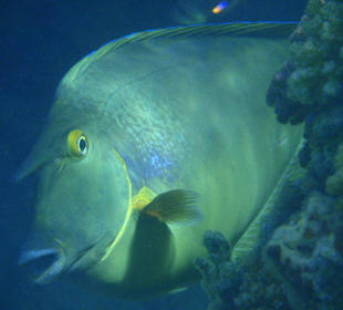 Nasendoktorfisch