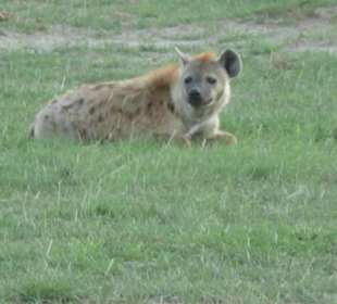 Hyäne im Amboseli