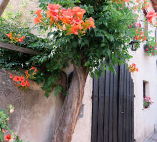 Alter Dipladenia-Stamm an einem Haus