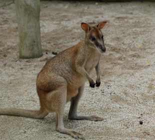 Känguruh