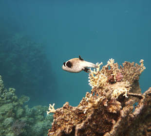 Tierwelt unter Wasser