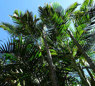 Spaziergang durch den Botanischen Garten Mascarin