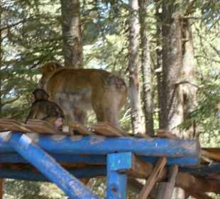 "wilde" Affen im Atlas