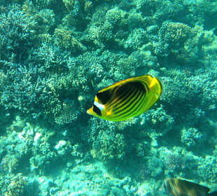 Hausriff - iPhone 5 im DiCAPac Plastik Case