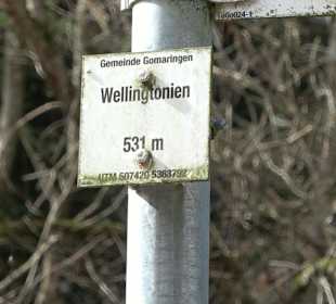Gomaringer Rundweg - Zu den Giganten im Wald