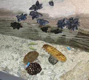 Diverse Meeresbewohner