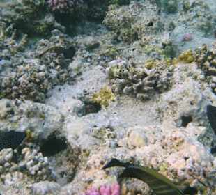 Schnorcheln am Innenriff des Hotel Pensee Azur Resort