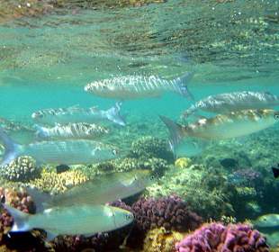 Stumpfmaul-Meeräschen