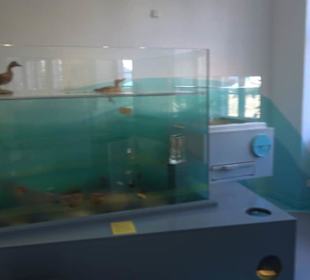 Museum Natur und Mensch