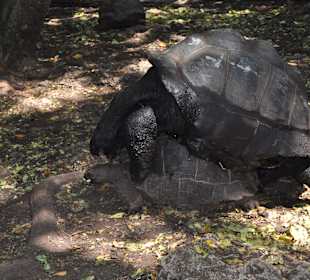 À 117 ans! quel vigueur !