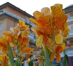 Cast.d.Pesc. Rohrpalmen