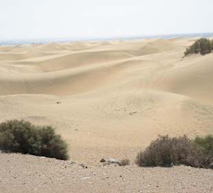 Wydmy w Maspalomas