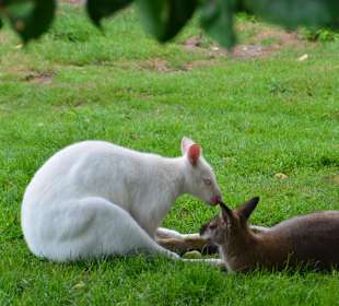 Irrland Bauernhof-Erlebnisoase