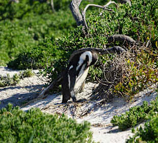 Pinguin bei der Pflege