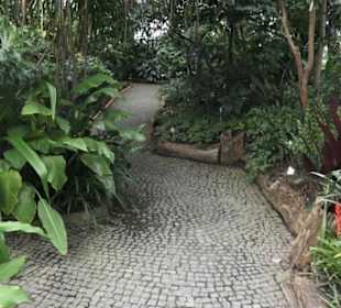 Tropenhaus - Schaugewächs -  Botanischer Garten