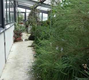 Subtropenhaus