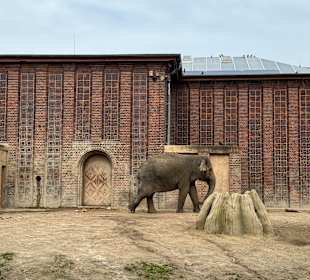 Elefant