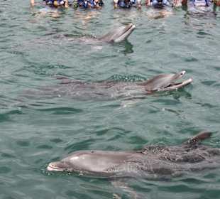Delphine in Puerto Aventuras
