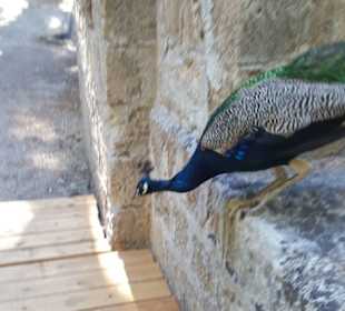 Rhodini Park - Rhodos