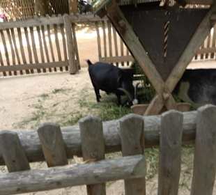 Tierpark Hellabrunn - Afrika