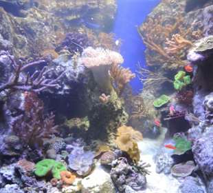 Im Aquarium unterwegs