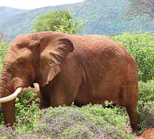 Elefant im Tvaso West