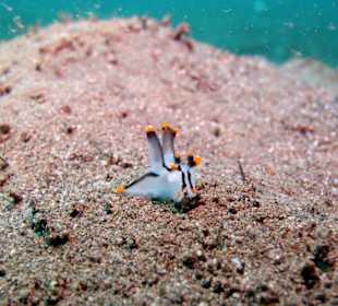 Schnecke beim Tauchen