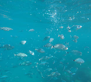 Playa Blanca