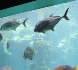 Im Aquarium unterwegs