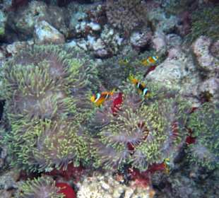 Schnorcheln Hausriff Gorgonia Beach